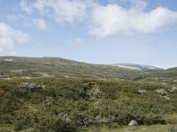 N, Innlandet, Lesja, Sladalsvegen 6, Saxifraga-Willem van Kruijsbergen