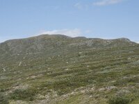 N, Innlandet, Oystre Slidre, Valdresflya 20, Saxifraga-Willem van Kruijsbergen