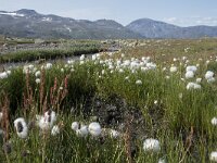 N, Innlandet, Oystre Slidre, Valdresflya 25, Saxifraga-Willem van Kruijsbergen