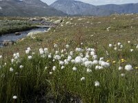 N, Innlandet, Oystre Slidre, Valdresflya 27, Saxifraga-Willem van Kruijsbergen