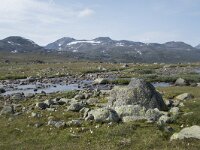 N, Innlandet, Oystre Slidre, Valdresflya 30, Saxifraga-Willem van Kruijsbergen