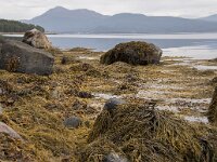 N, More og Romsdal, Molde, Bolsoya 17, Saxifraga-Willem van Kruijsbergen