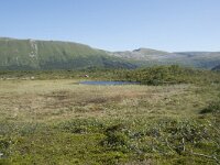N, Nordland, Andoy, Bleikmorenen 10, Saxifraga-Willem van Kruijsbergen