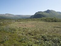 N, Nordland, Andoy, Bleikmorenen 13, Saxifraga-Willem van Kruijsbergen