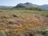 N, Nordland, Andoy, Bleikmorenen 16, Saxifraga-Willem van Kruijsbergen