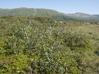 N, Nordland, Andoy, Bleikmorenen 17, Saxifraga-Willem van Kruijsbergen