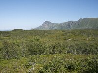 N, Nordland, Andoy, Bleikmorenen 5, Saxifraga-Willem van Kruijsbergen