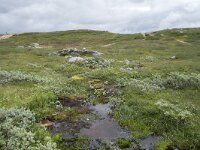N, Nordland, Rana, Storforshei 9, Saxifraga-Willem van Kruijsbergen