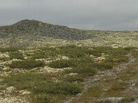 N, Oppland, Sel, Anaripiggen 1, Saxifraga-Willem van Kruijsbergen