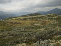 N, Oppland, Sel, Anaripiggen 7, Saxifraga-Willem van Kruijsbergen