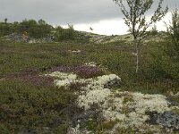N, Oppland, Sel, Karihaugen 11, Saxifraga-Willem van Kruijsbergen