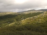 N, Oppland, Sel, Mysuseter 4, Saxifraga-Willem van Kruijsbergen