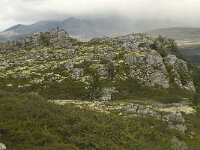 N, Oppland, Sel, Mysuseter 6, Saxifraga-Willem van Kruijsbergen