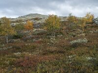 N, Oppland, Sel, Smaahaarrtjonne 24, Saxifraga-Annemiek Bouwman