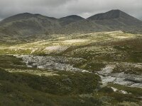 N, Oppland, Sel, Smiubelgin 6, Saxifraga-Willem van Kruijsbergen