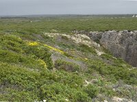P, Faro, Vila do Bispo, Cabo Sao Vicente 30, Saxifraga-Willem van Kruijsbergen