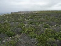 P, Faro, Vila do Bispo, Cabo Sao Vicente 5, Saxifraga-Willem van Kruijsbergen