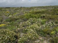 P, Faro, Vila do Bispo, Cabo Sao Vicente 53, Saxifraga-Willem van Kruijsbergen