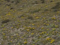 E, Almeria, Nijar, Cabo de Gata 88, Saxifraga-Willem van Kruijsbergen