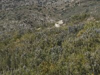 E, Granada, Orgiva, Sierra de Lujar, Olias 12, Saxifraga-Willem van Kruijsbergen