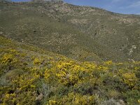 E, Granada, Orgiva, Sierra de Lujar, Olias 6, Saxifraga-Willem van Kruijsbergen