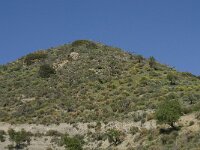 E, Granada, Polopos 1, Saxifraga-Willem van Kruijsbergen