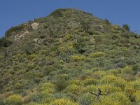 E, Granada, Polopos 5, Saxifraga-Willem van Kruijsbergen