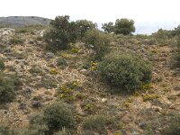E, Granada, Trevelez 10, Saxifraga-Willem van Kruijsbergen
