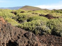 E, Santa Cruz de Tenerife, Guimar, Malpais de Guimar 2, Saxifraga-Hans Grotenhuis