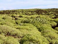 E, Santa Cruz de Tenerife, Guimar, Malpais de Guimar 3, Saxifraga-Hans Grotenhuis