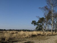 B, Antwerpen, Kalmthout, Kalmthoutse Heide 18, Saxifraga-Jan van der Straaten