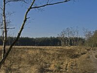 B, Antwerpen, Kalmthout, Kalmthoutse Heide 2, Saxifraga-Marijke Verhagen