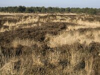 B, Antwerpen, Kalmthout, Kalmthoutse Heide 27, Saxifraga-Marijke Verhagen