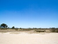 B, Antwerpen, Kalmthout, Kalmthoutse Heide 4, Saxifraga-Bart Vastenhouw