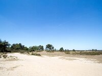 B, Antwerpen, Kalmthout, Kalmthoutse Heide 5, Saxifraga-Bart Vastenhouw