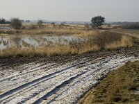 B, Limburg, Houthalen-Helchteren, Sonnisheide 2, Saxifraga-Jan van der Straaten
