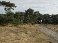 B, Limburg, Neerpelt, Hageven 21, Saxifraga-Jan van der Straaten