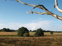 NL, Drenthe, Aa en Hunze, Balloerveld 7, Saxifraga-Hans Dekker