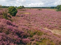 NL, Drenthe, De Wolden, Echtener Paradijs 5, Saxifraga-Hans Dekker