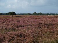 NL, Drenthe, De Wolden, Kraloerheide 3, Saxifraga-Hans Dekker