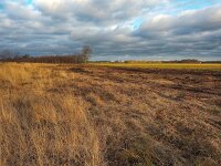 NL, Drenthe, Midden-Drenthe, Mantingerzand 32, Saxifraga-Hans Dekker