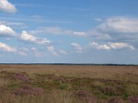 NL, Drenthe, Westerveld, Benderse Berg 5, Saxifraga-Hans Dekker