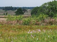 NL, Drenthe, Westerveld, Havelterberg 53, Saxifraga-Hans Dekker