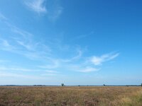 NL, Drenthe, Westerveld, Kraloerheide 19, Saxifraga-Hans Dekker