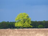NL, Drenthe, Westerveld, Kraloerheide 28, Saxifraga-Hans Dekker