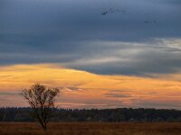 NL, Drenthe, Westerveld, Kraloerheide 37, Saxifraga-Hans Dekker