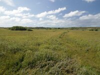 NL, Friesland, Terschelling, De Grie 2, Saxifraga-Dirk Hilbers