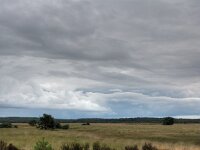 NL, Gelderland, Ede, Hoge Veluwe 2, Saxifraga-Bart Vastenhouw