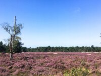 NL, Gelderland, Ede, Hoge Veluwe 3, Saxifraga-Bart Vastenhouw
