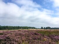 NL, Gelderland, Ede, Hoge Veluwe 6, Saxifraga-Bart Vastenhouw
